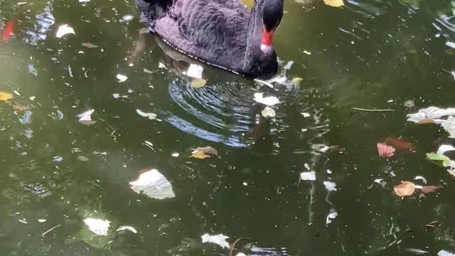 Did you see? Black Swan fishing