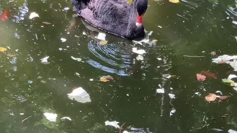 Did you see? Black Swan fishing