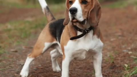 Awesome Dogs!!
