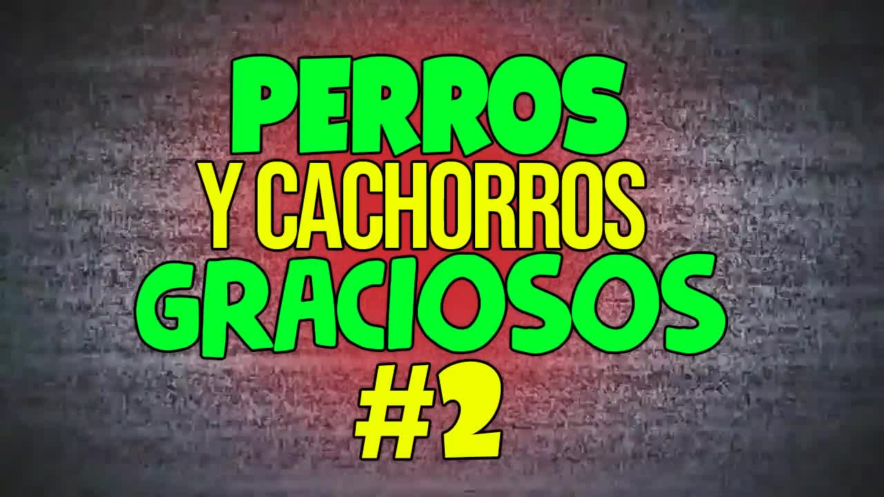 Mascotas hermosas graciosas cariñosas