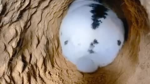 A rabbit that burrows and twists its butt