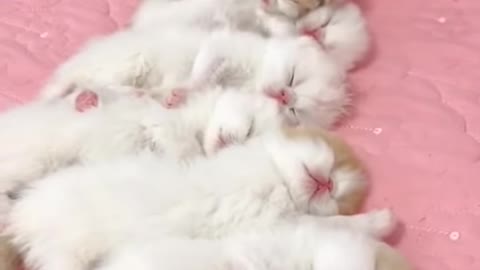 They are so cute Kittens 🥰