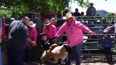 Collab copyright protection - boy helmet rides sheep fall at rodeo