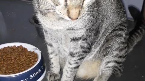 Collarín El Gato