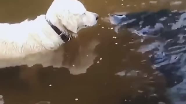 Fishing Dog