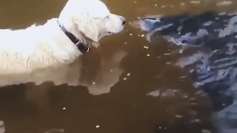 Fishing Dog