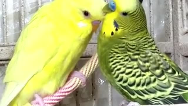 Budgies Sing Playing