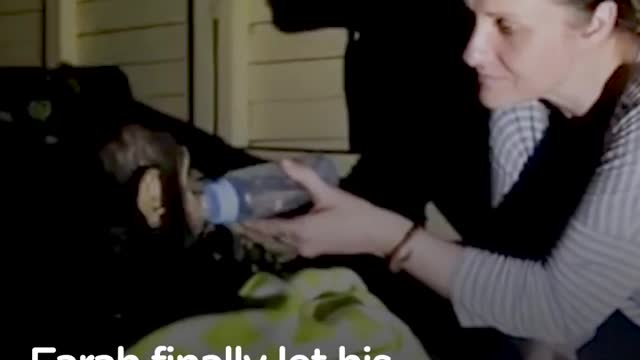 Baby Chimp Rescued from Chains is Finally Happy and Free