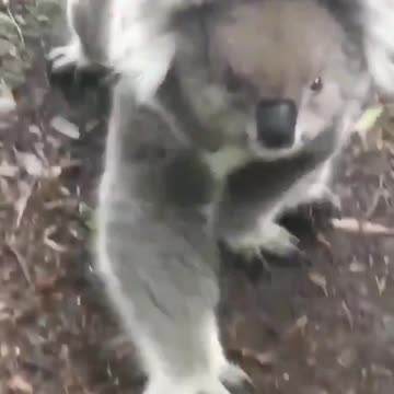 Não tenho estrutura para essa família de coalas