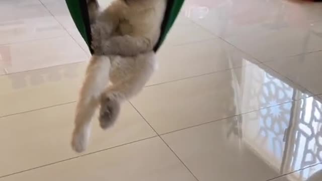 cat rocking itself