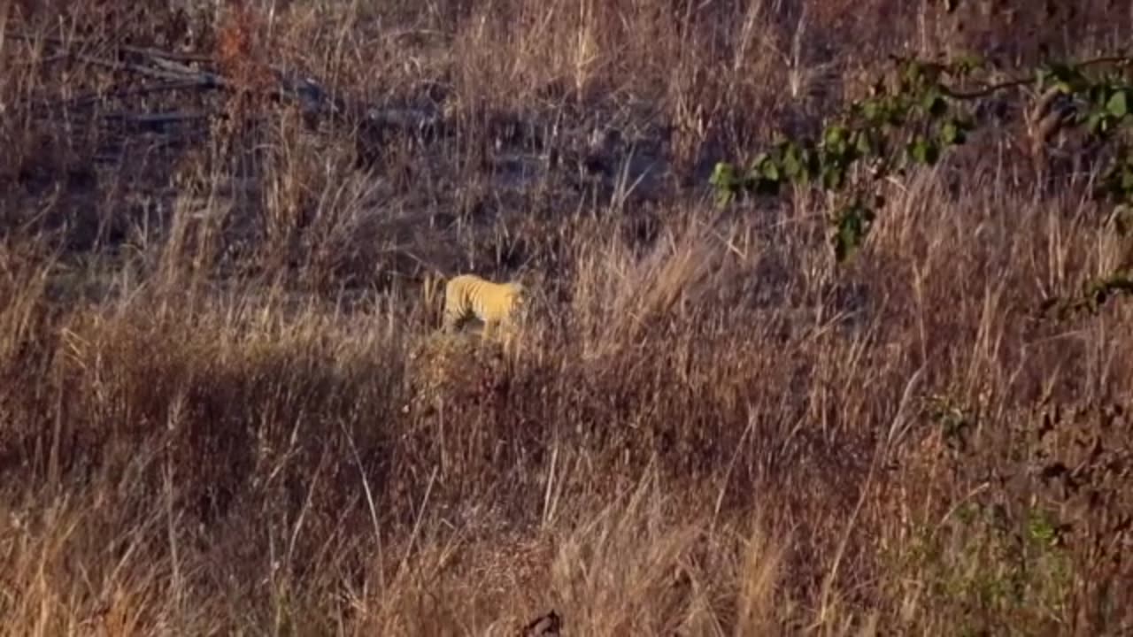 A Cheetah's Lightning-fast Hunt | Wild Animal Kingdom Adventure!