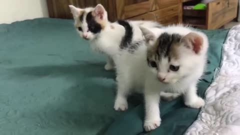 Cute funny kittens and funny cats