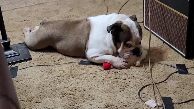 Chato (Spanish for pug nose)