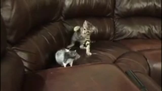 The funniest cats don't try to contain their laughter