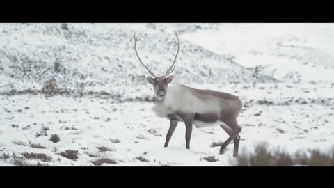 The unique wildlife