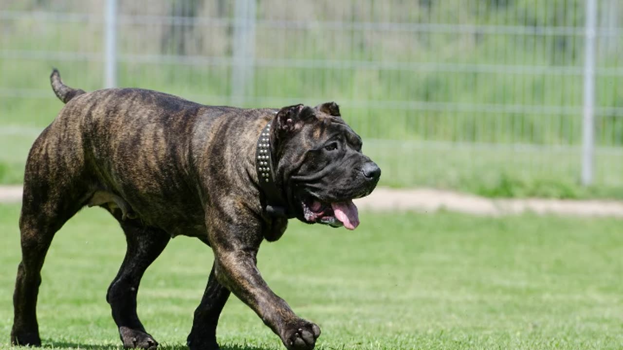 Facts About Presa Canario