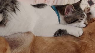 Dogs adopted kitten is growing up but still loves hi mama