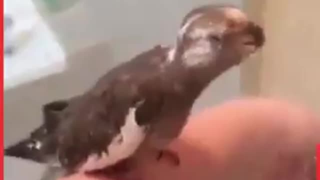 Showering Animals Compilation All animals need to keep themselves clean..