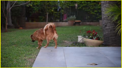 Alone Dog Is Feeling Happy In The Garden