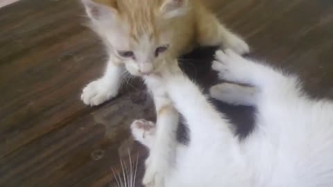 The Beautiful cats are fighting