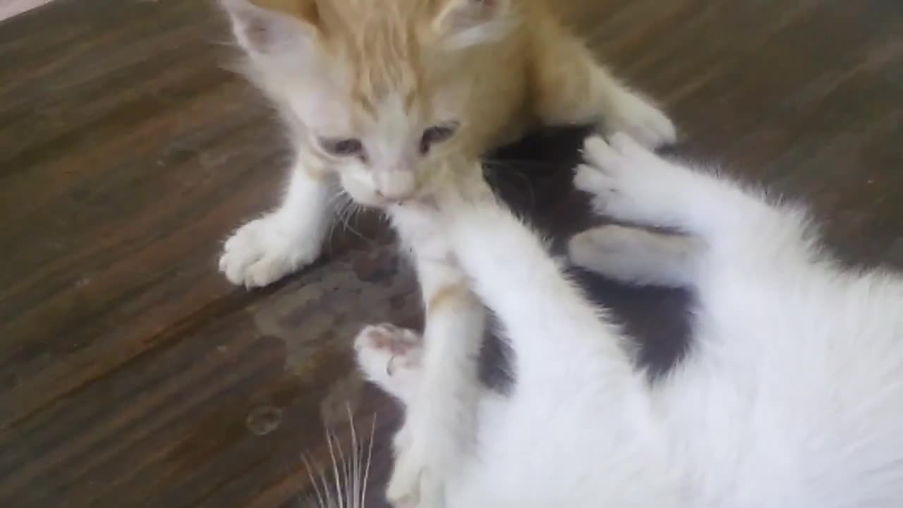 The Beautiful cats are fighting