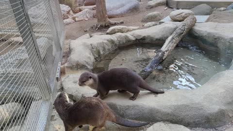 Two cute otters run around.