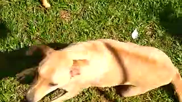 love between dogs