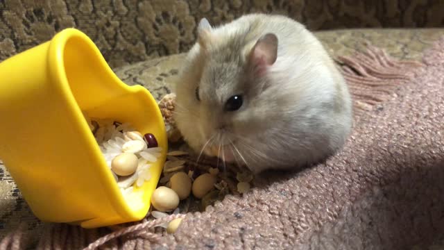 Cute hamsters like to eat nuts