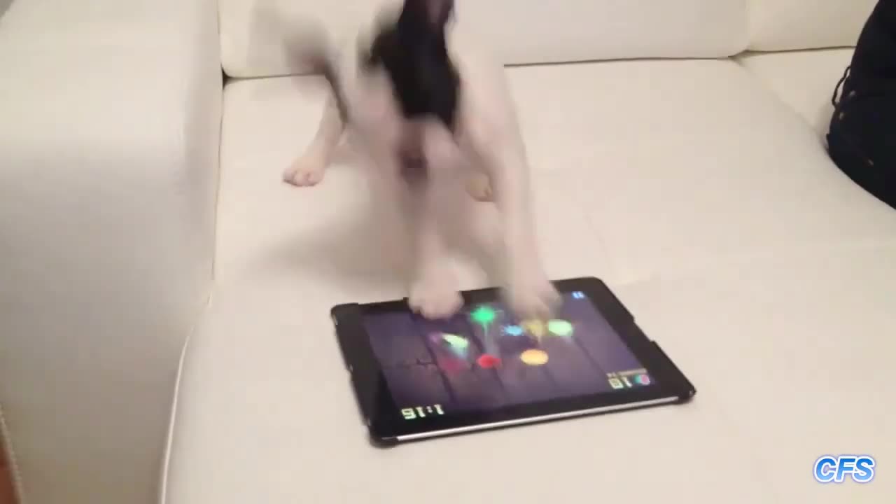 Dogs Playing Fruit Ninja2