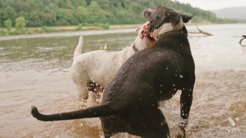 DOGS PLAYING