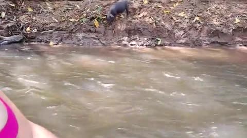 Little Pig Jumps Into River to Join the Party