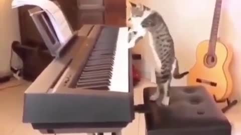 Cat plays Dr Dre on piano