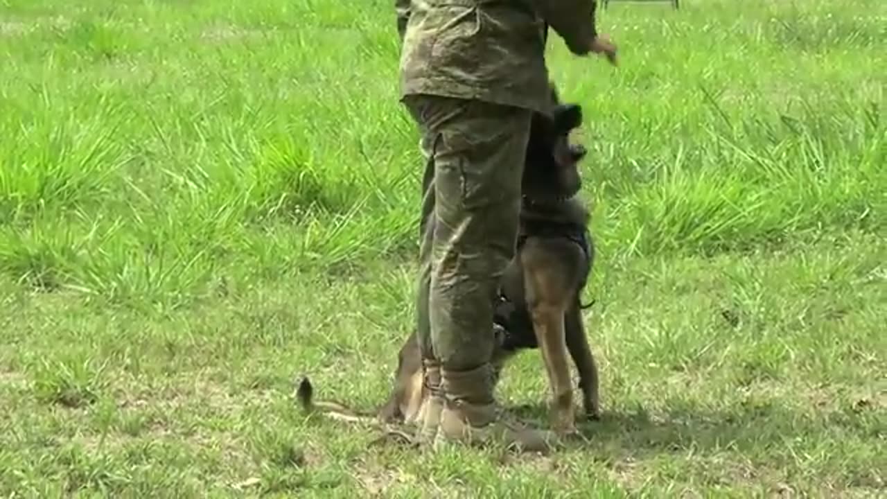 Watch u s and fhiphine millitary dog take part in epic training exercises