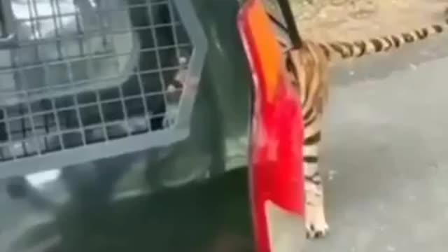 Tiger Pulling a Tourist Car 🐯