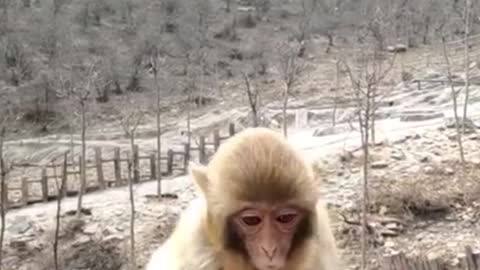 FUNNIEST MONKEY EATING🤣 CUTE AND FUNNY MONKEY VIDEOS🐵😹