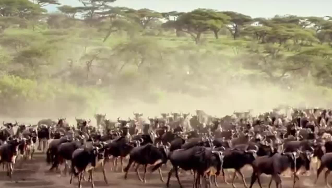 Herd cattle across the river