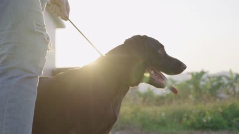 Energetic happy black Labrador retriever standing still wit reach