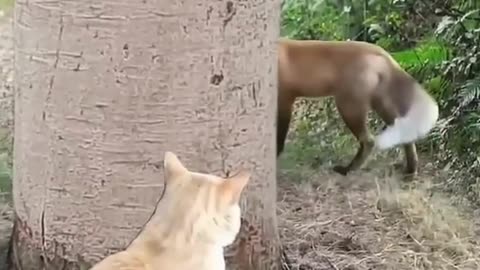 The cat is beating the fox🦊-