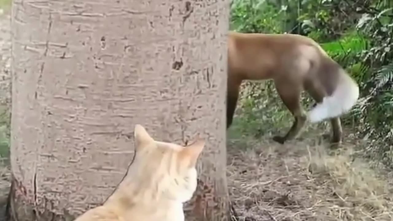 The cat is beating the fox🦊-