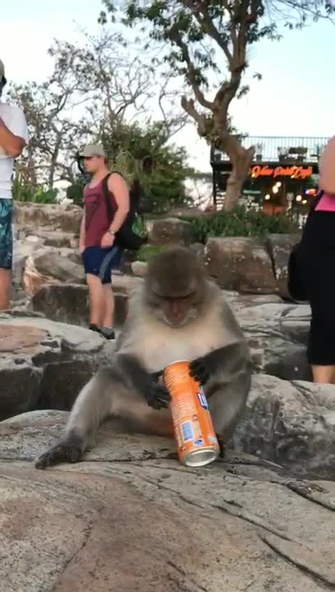 Funny monkey drink