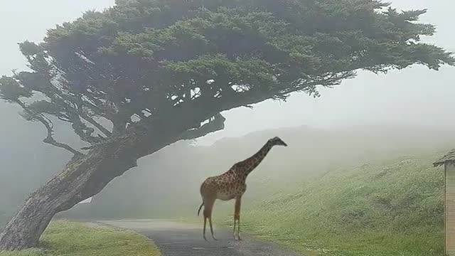 So beautiful place and giraffe