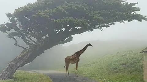 So beautiful place and giraffe