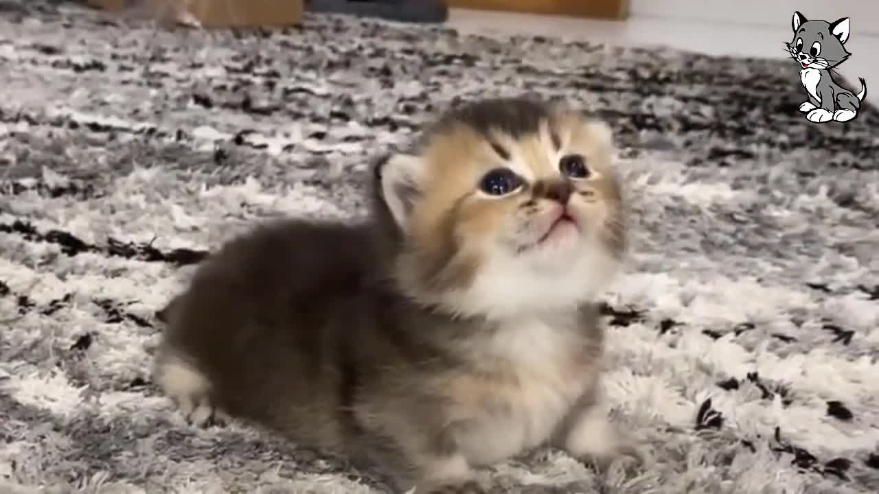 The funniest kittens of the year impossible not to laugh