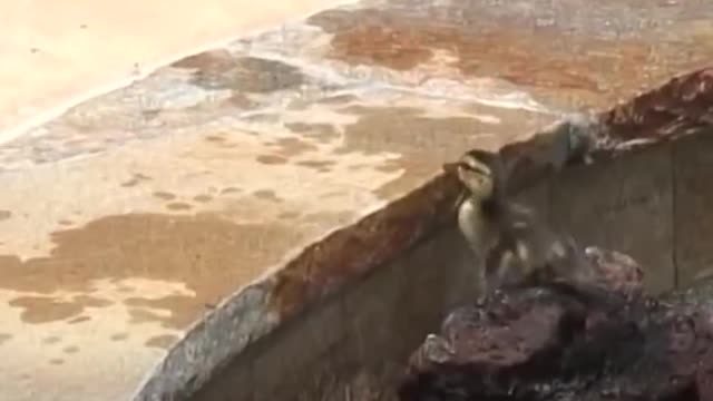 Duck can't stand as she notice her kids got in pool