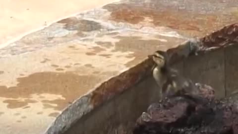 Duck can't stand as she notice her kids got in pool