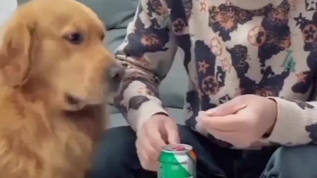 How funny cute dog video 2022