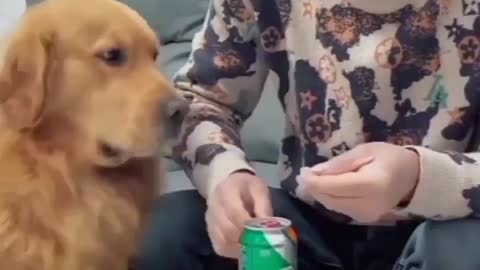 How funny cute dog video 2022