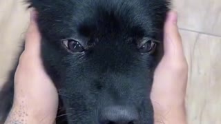 Get Ready for the Puppy Surprise - Wait for it