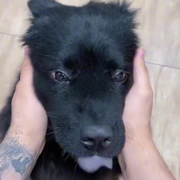 Get Ready for the Puppy Surprise - Wait for it