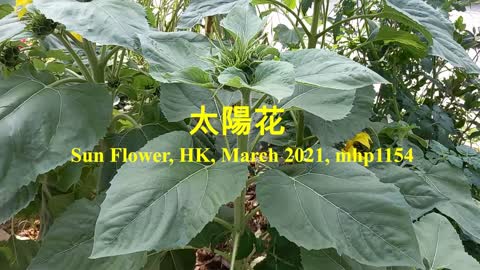 陽光下的太陽花 Sun Flower, mhp1154, March 2021